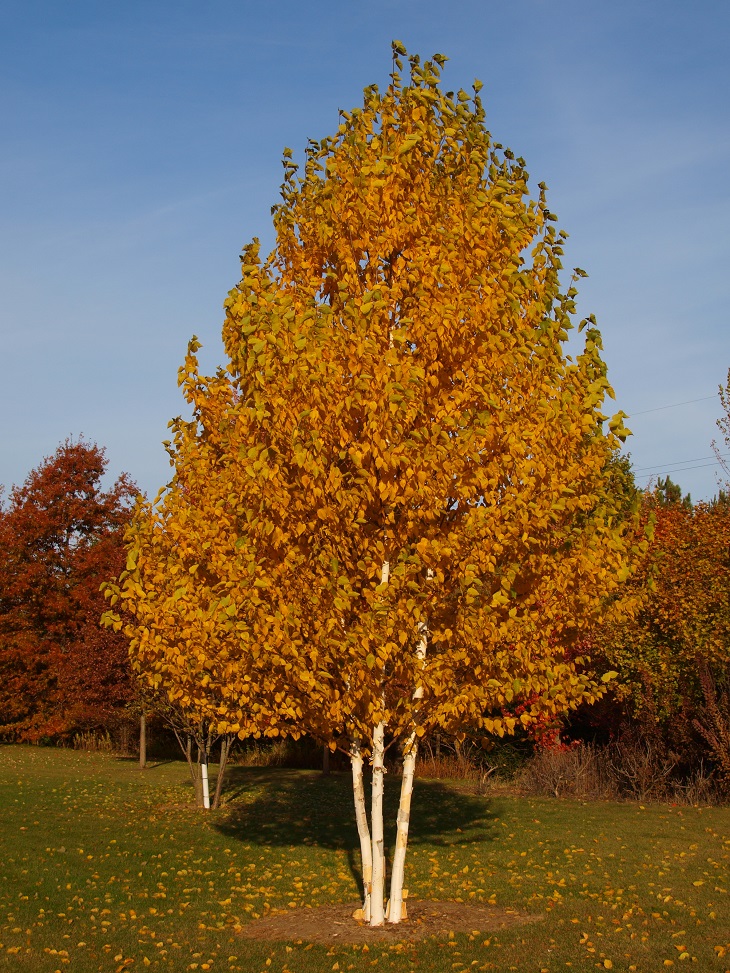 Top 10 Fastest Growing Shade Trees