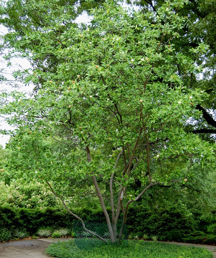 Top 10 Fastest Growing Shade Trees