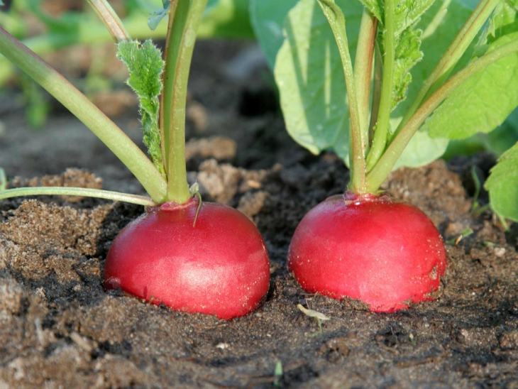 Top 10 Vegetables To Plant In Late Summer Top Inspired