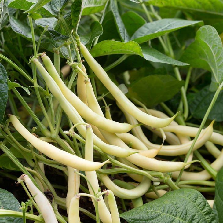 Top 10 Vegetables To Plant In Late Summer Top Inspired