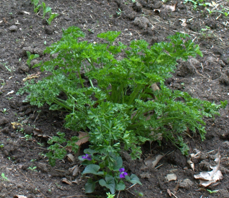 Top 10 Advices On How To Grow Parsley
