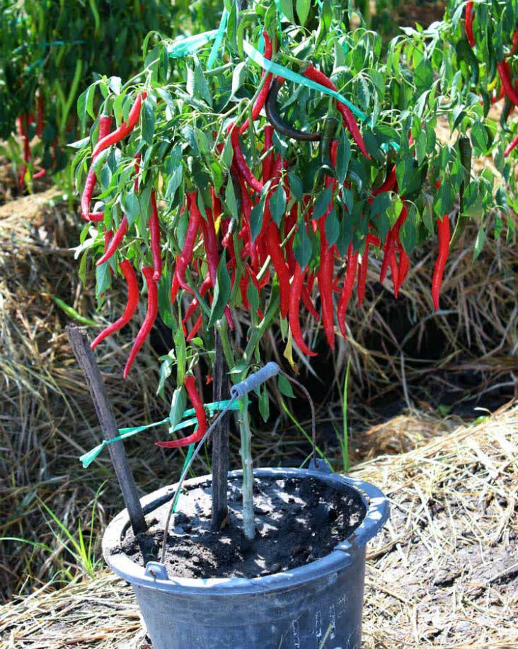 Top 10 Advices On How To Grow Chili Peppers