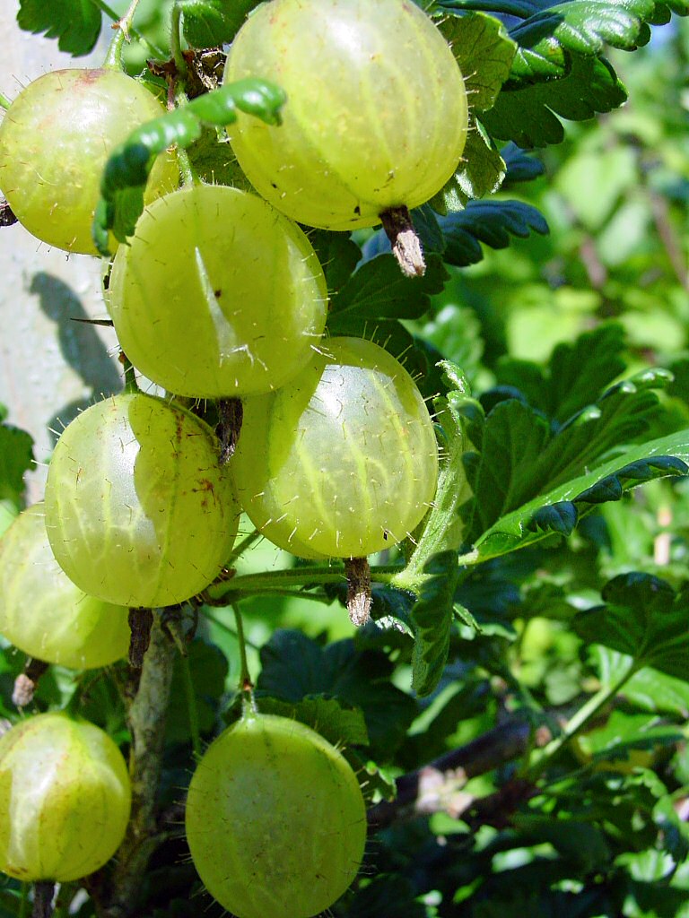 Top 10 Types of Berries To Grow In Your Garden Top Inspired