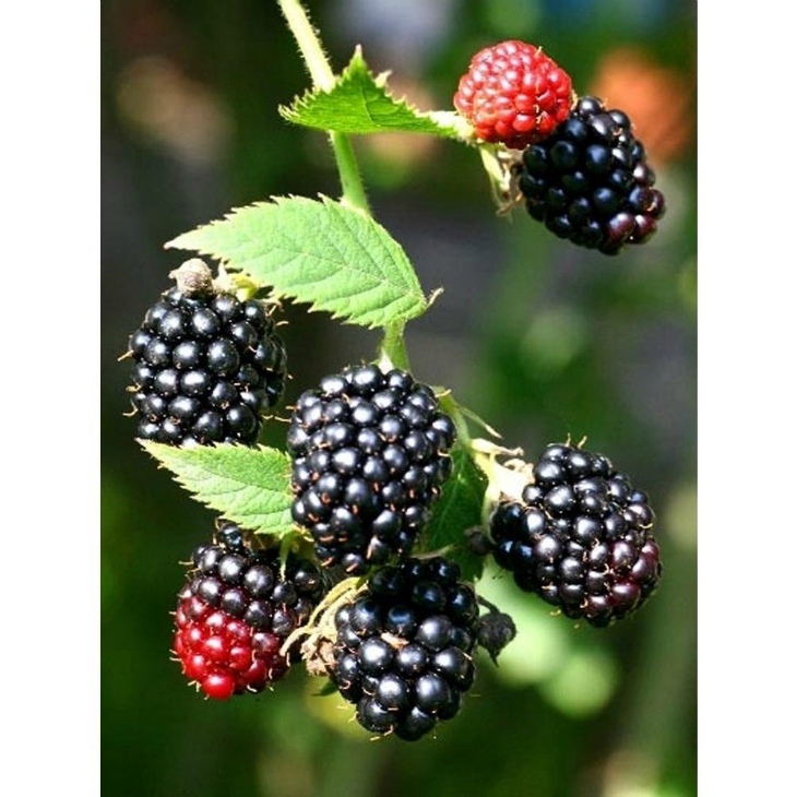 Top 10 Types of Berries To Grow In Your Garden Top Inspired