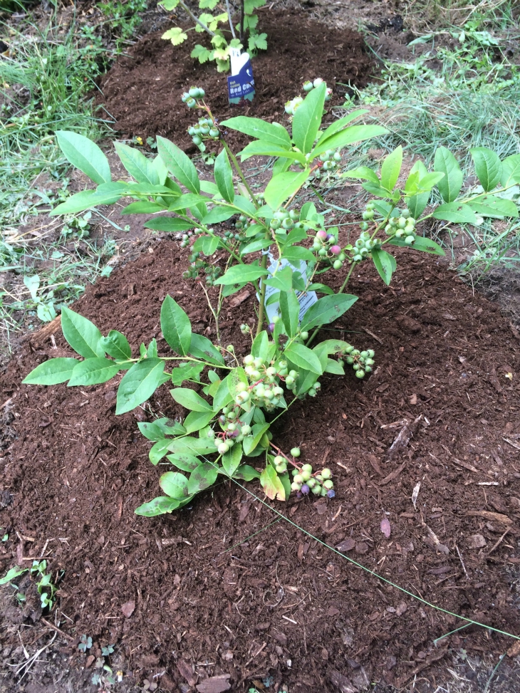 Top 10 Tips On How To Grow Blueberries Top Inspired