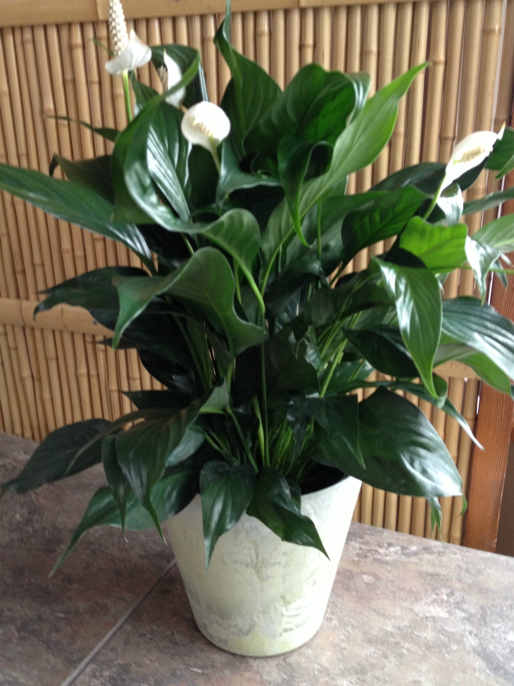 Top 10 Indoor Flowers That Thrive In Low Light
