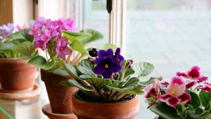 Top 10 Tips On How To Take Care For African Violets Top Inspired