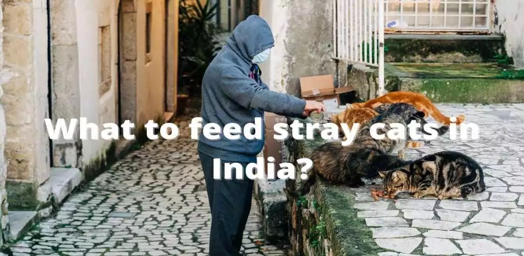 What to Feed Stray Cats in India?(With Nutritional Chart)