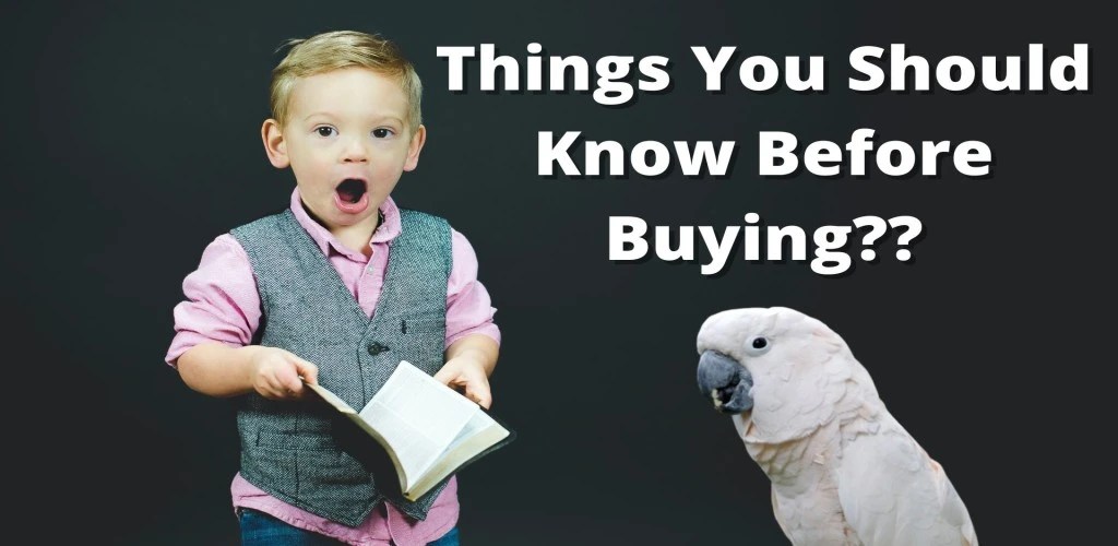 Cockatoo Price in India 2023 Everything You need To Know