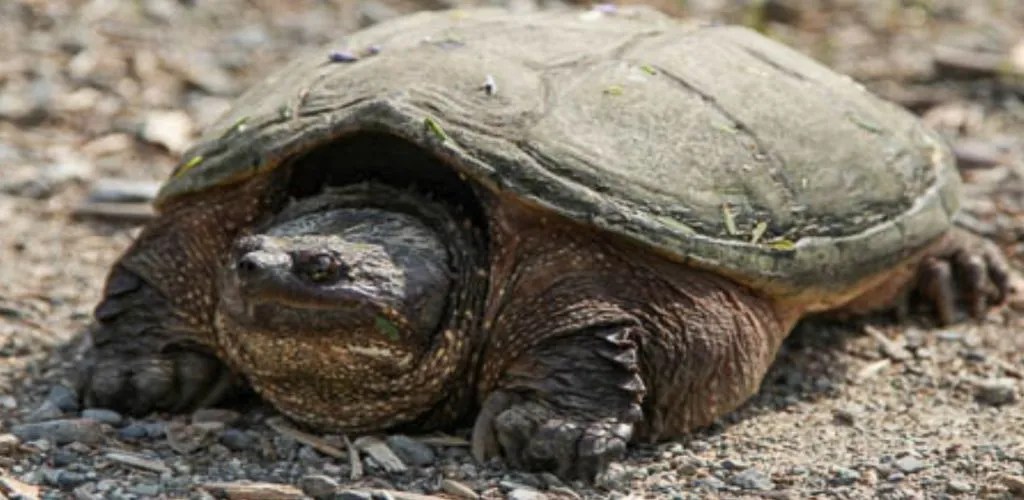 List of all Legal Turtles in India 2023 Along with Prices