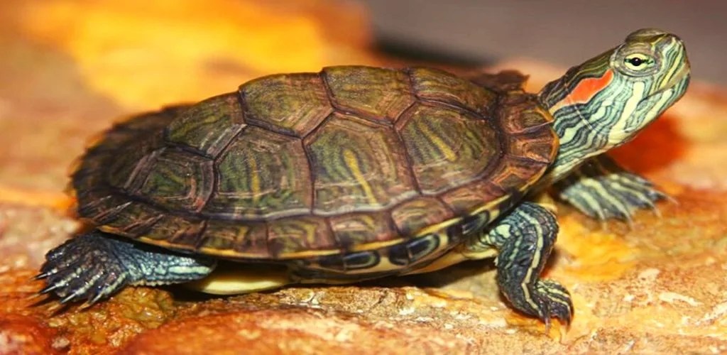 List of all Legal Turtles in India 2023 Along with Prices