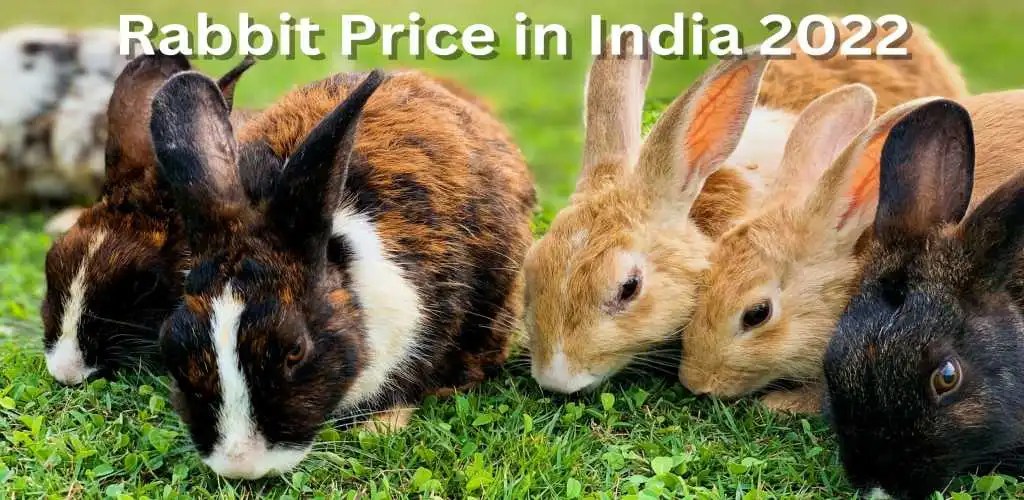 Rabbit Price in India (September 2023)Types, FAQ and Much More
