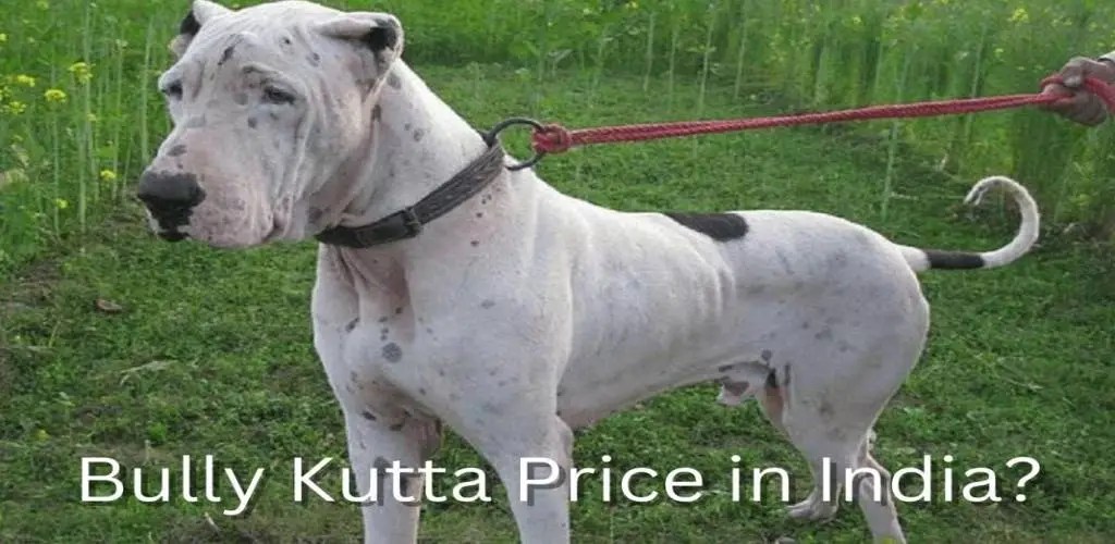 Bully Kutta Price in India 2023 Everything You Need To Know