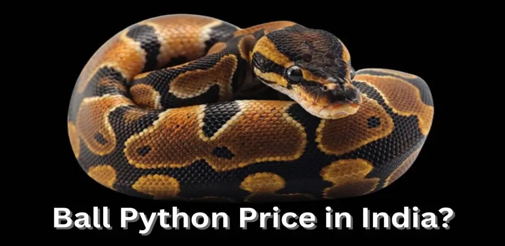 Ball Python Price in India 2022 Complete Guide Top Pet Products