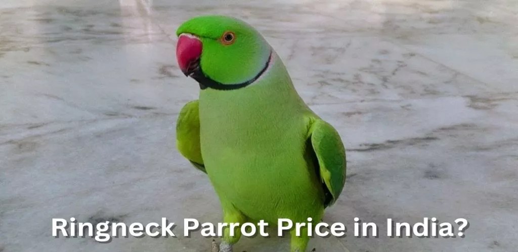 Factors Affecting the Price of Baby Parrots Nature Blog Network