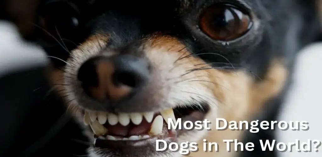 20 Most Dangerous Dogs in the World 2023 Top Pet Products