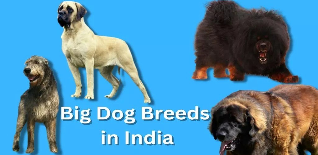 15 Big Dog Breeds In India 2023 Top Pet Products