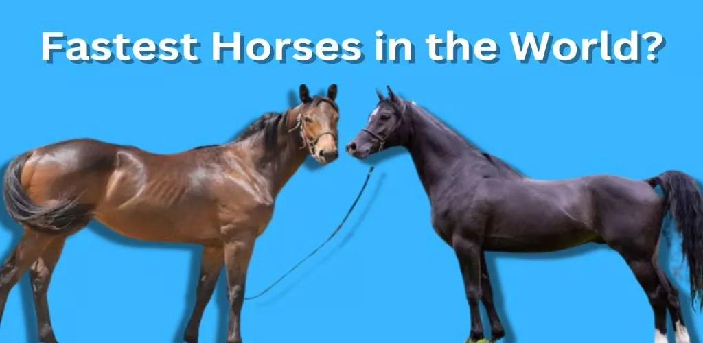 15 Fastest Horses in the World 2023 Lightning Speed!!