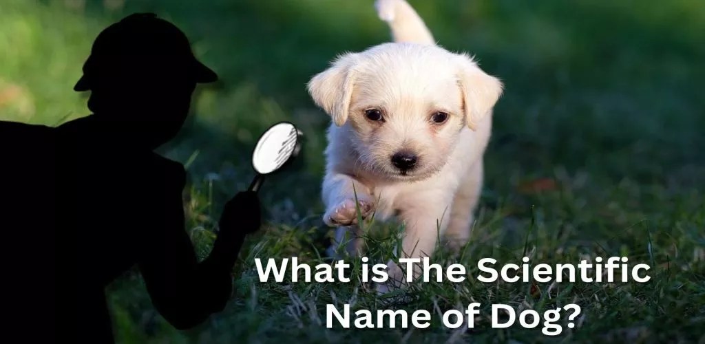 What Is The Scientific Name Of Dog? Top Pet Products