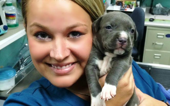 6 Top Rated Veterinarians In Asheville, North Carolina Best Reviewed