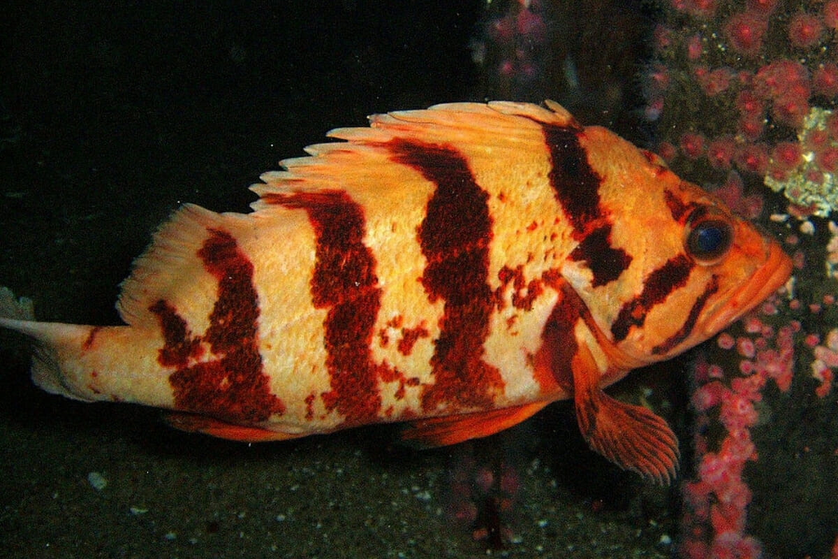 Jigging for Rockfish Topsail Angler