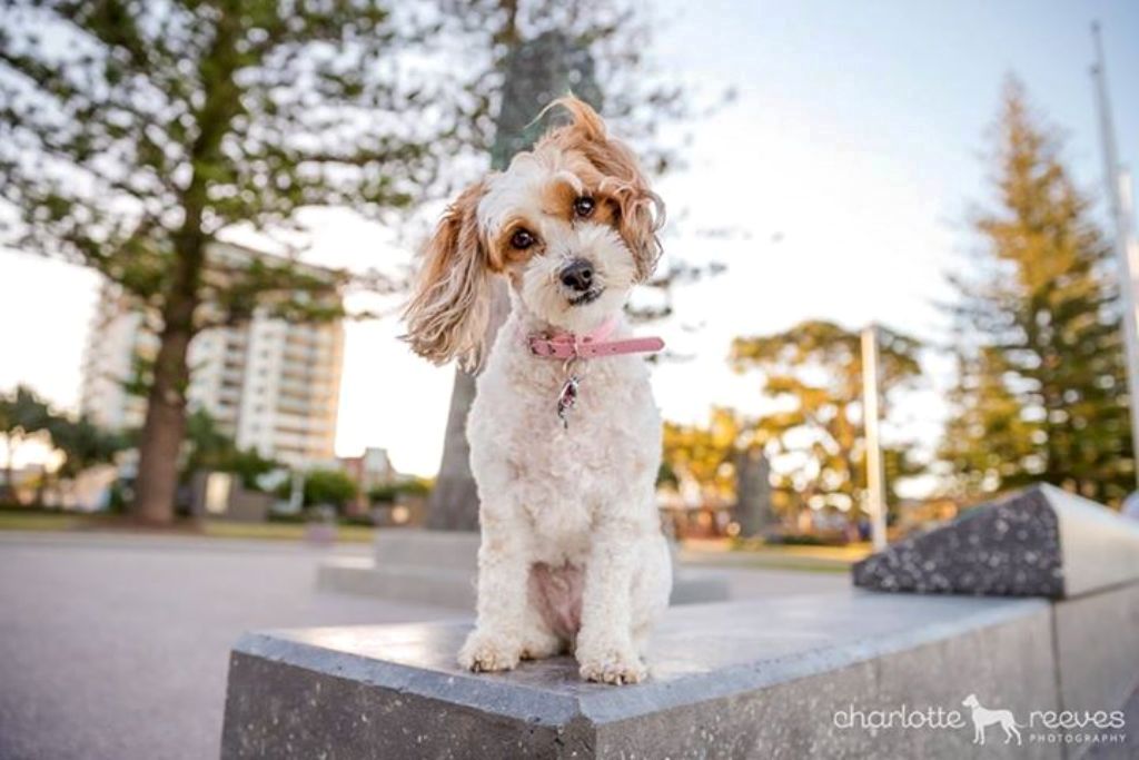 Top 10 Best Pet Photographers in the World