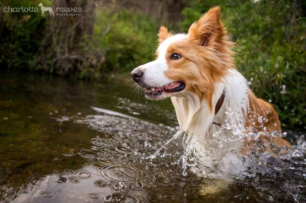 Top 10 Best Pet Photographers in the World