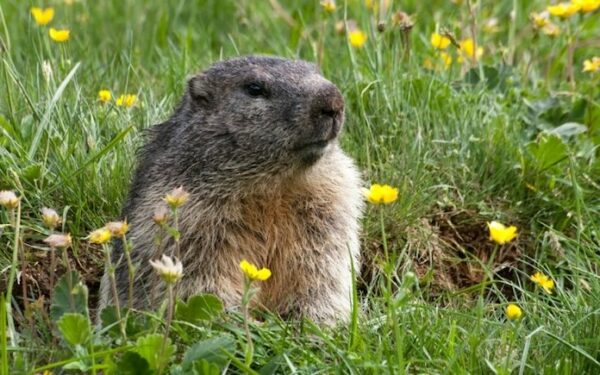 Early Spring 2023 Groundhog Day