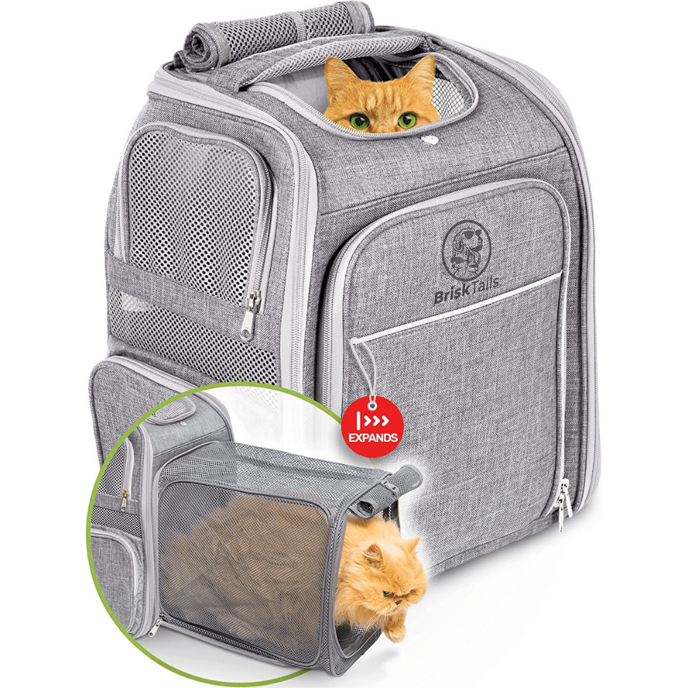 Best Cat Backpack For Your Adventurous Kitty