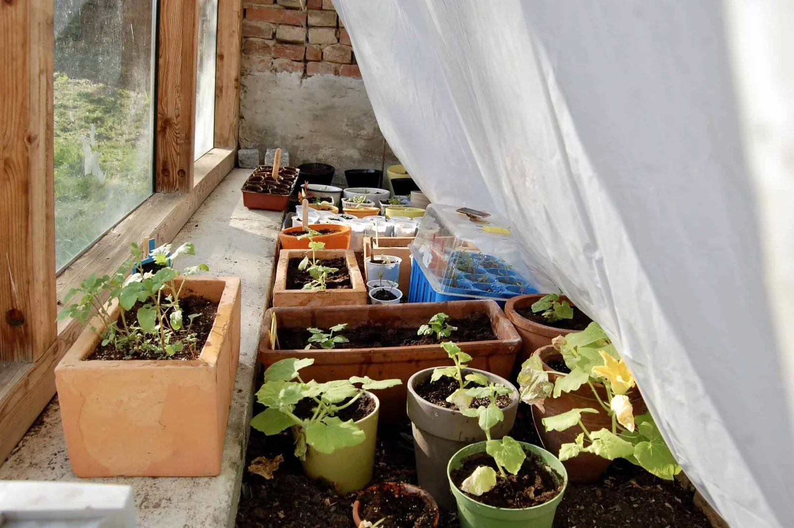 Frostschutz im Garten Pflanzen vor Frühlingskälte