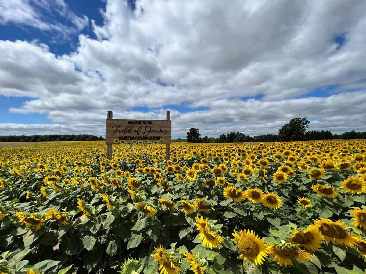 11 Stunning Sunflower Fields Worth Visiting in Ontario 2024