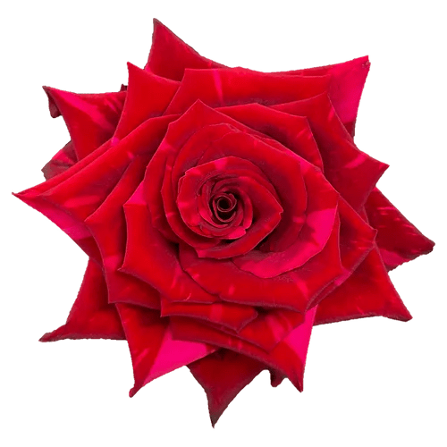 Red Rose Panther Toronto Bulk Flowers Wholesale Canada