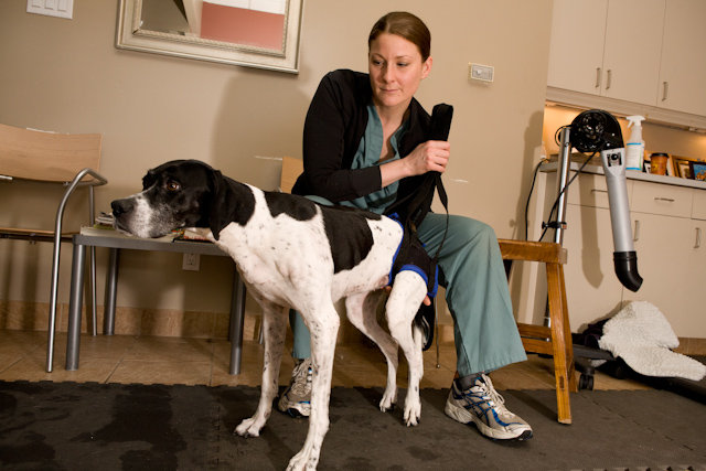 I Want Your Job Tracy McKenzie, Dog Rehabilitation