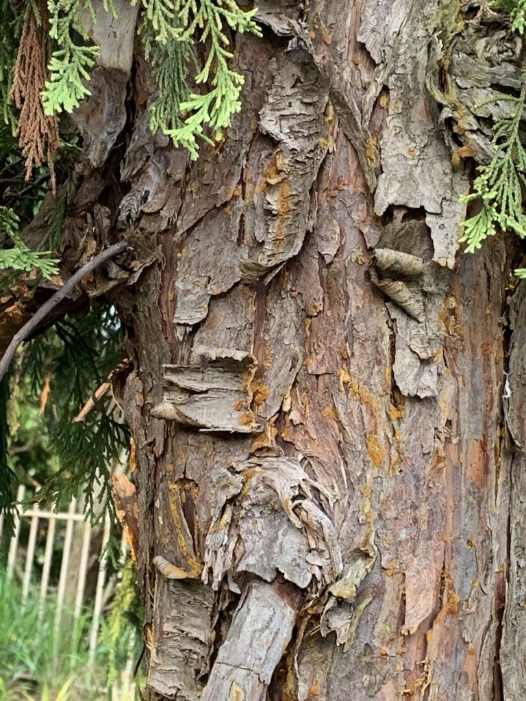 Weeping Cypress disease updated with photo Toronto Master Gardeners