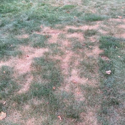 Suspicious lawn dry patches Toronto Master Gardeners