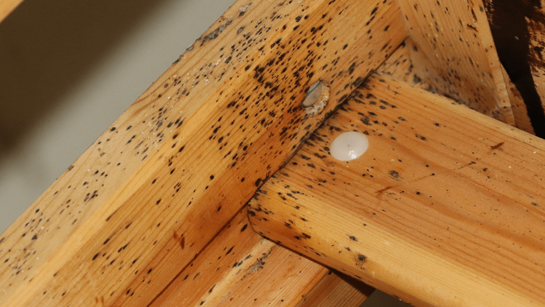 Bed Bugs Toro Pest Management