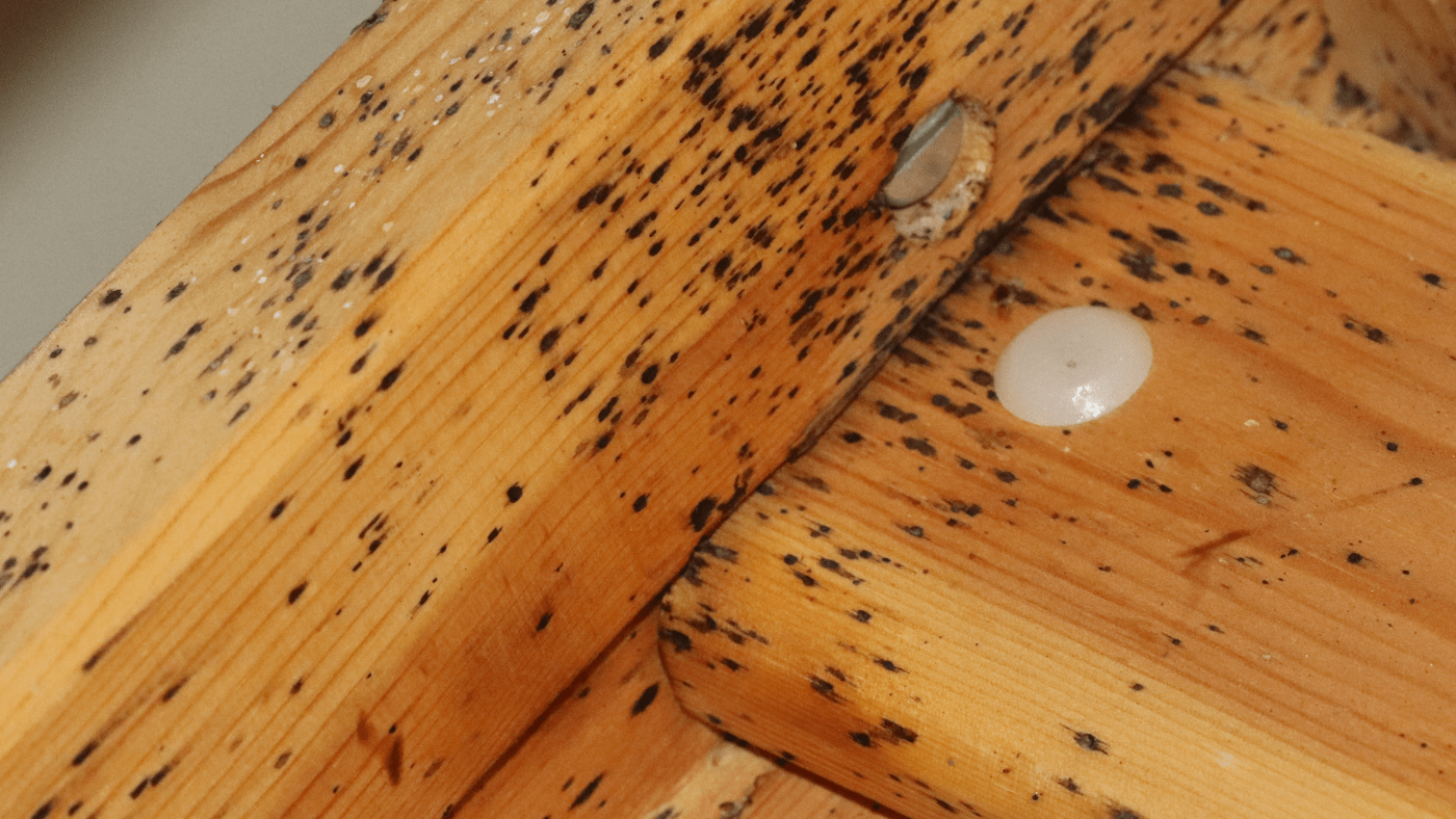 Bed Bugs Control Toro Pest Management