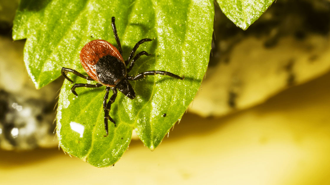 Ticks Toro Pest Management