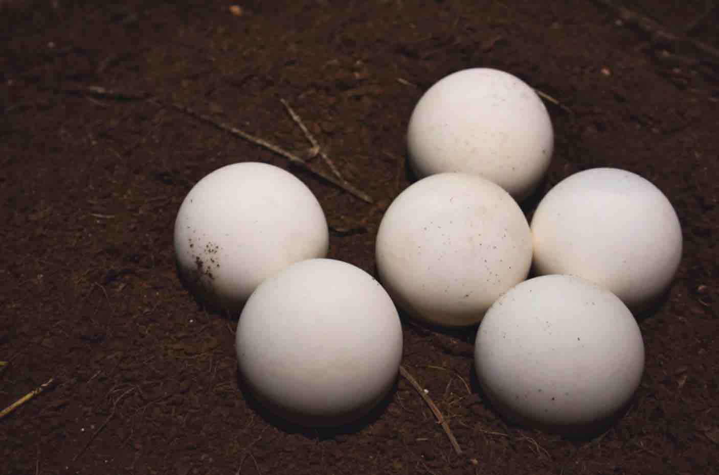 Can Turtles & Tortoises Lay Eggs Without Mating? Tortoise Owner