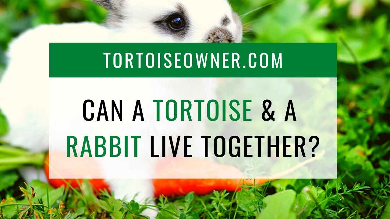 Can Rabbits And Tortoises Live Together Precious Pets
