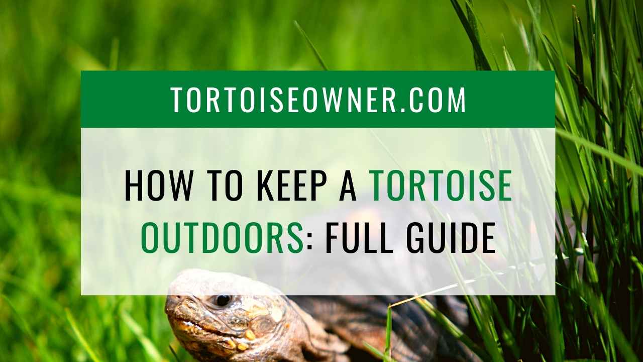 sulcata tortoise care in winter Pasty Woo