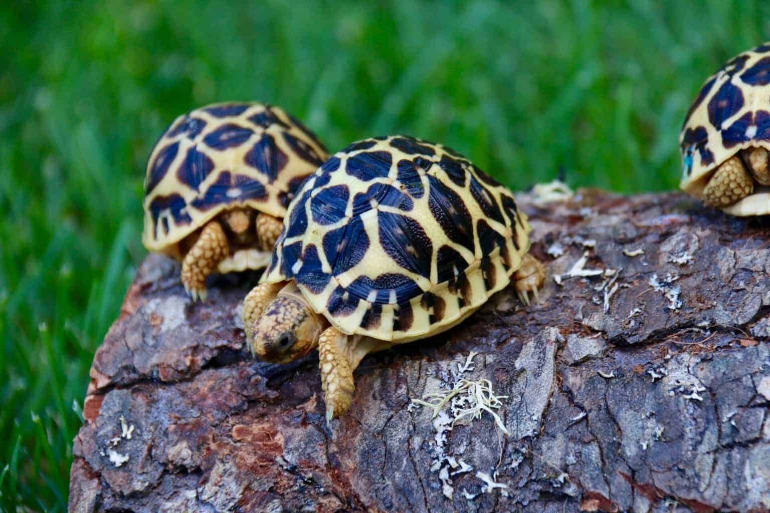 Indian Star Tortoise Food