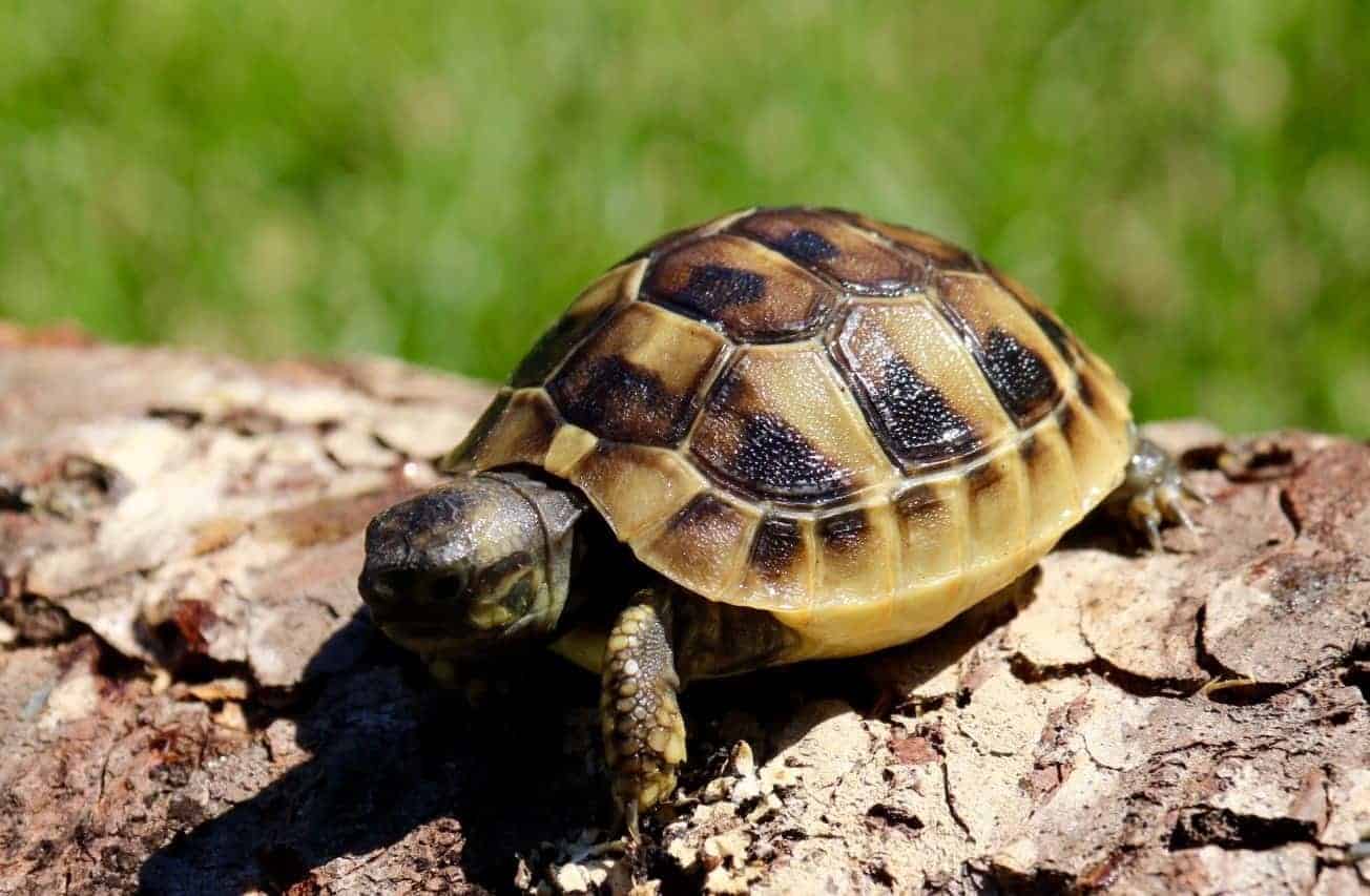 Hermann's Tortoise for sale buy baby eastern hermann's tortoise
