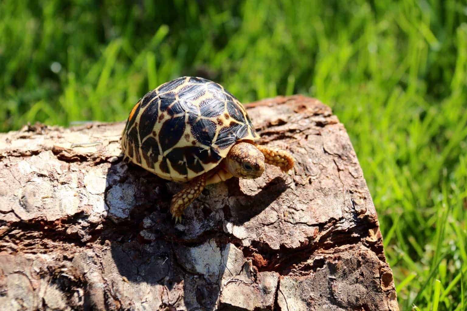 Indian Star Tortoise Care Sheet Diet Habitat Lifespan Size setup
