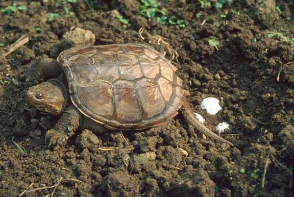 Tortoise Trust Web Conservation and Ecology of Snapping Turtles