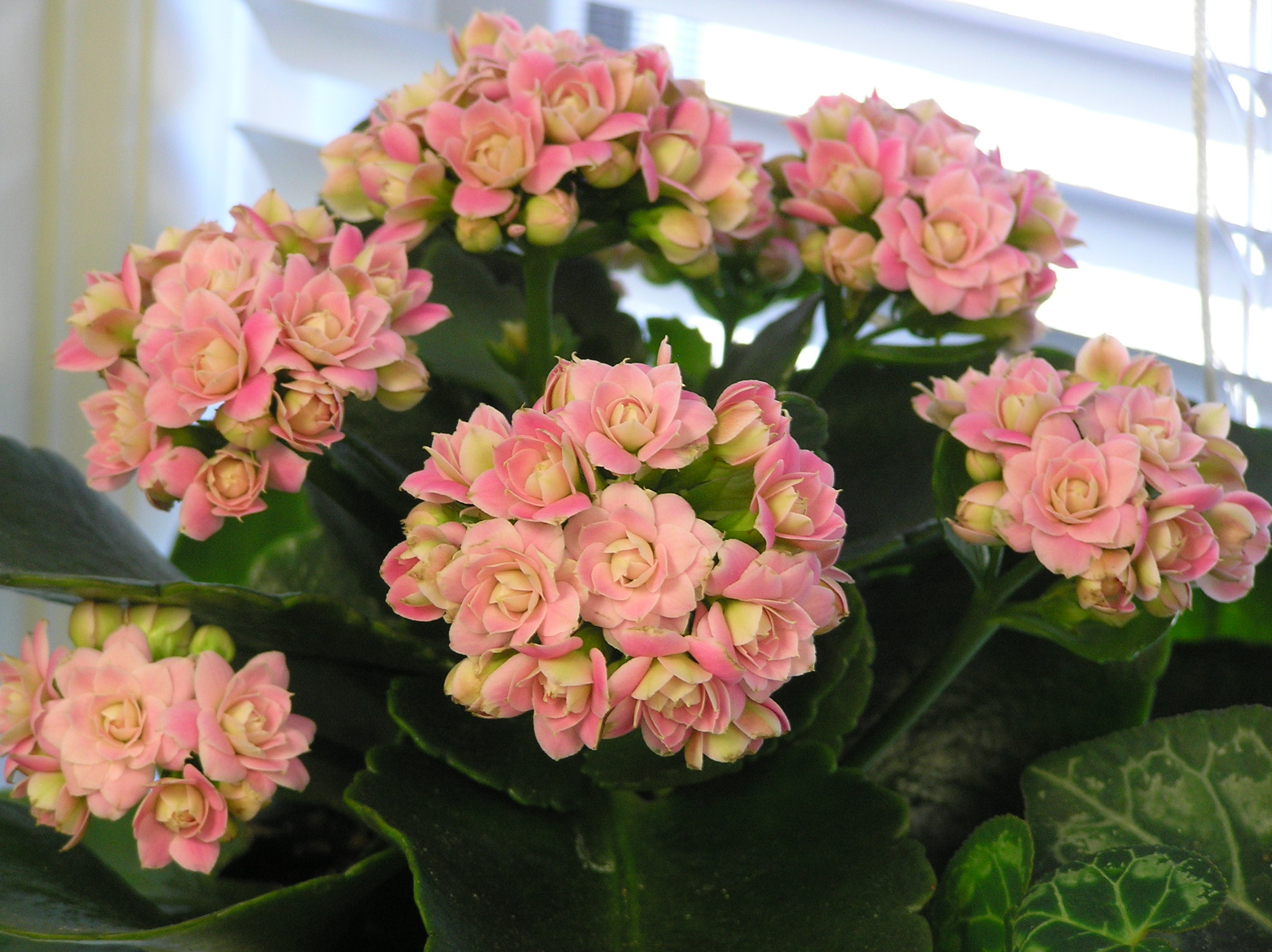 Kalanchoe Cultive a Flor da Fortuna em Casa! TC
