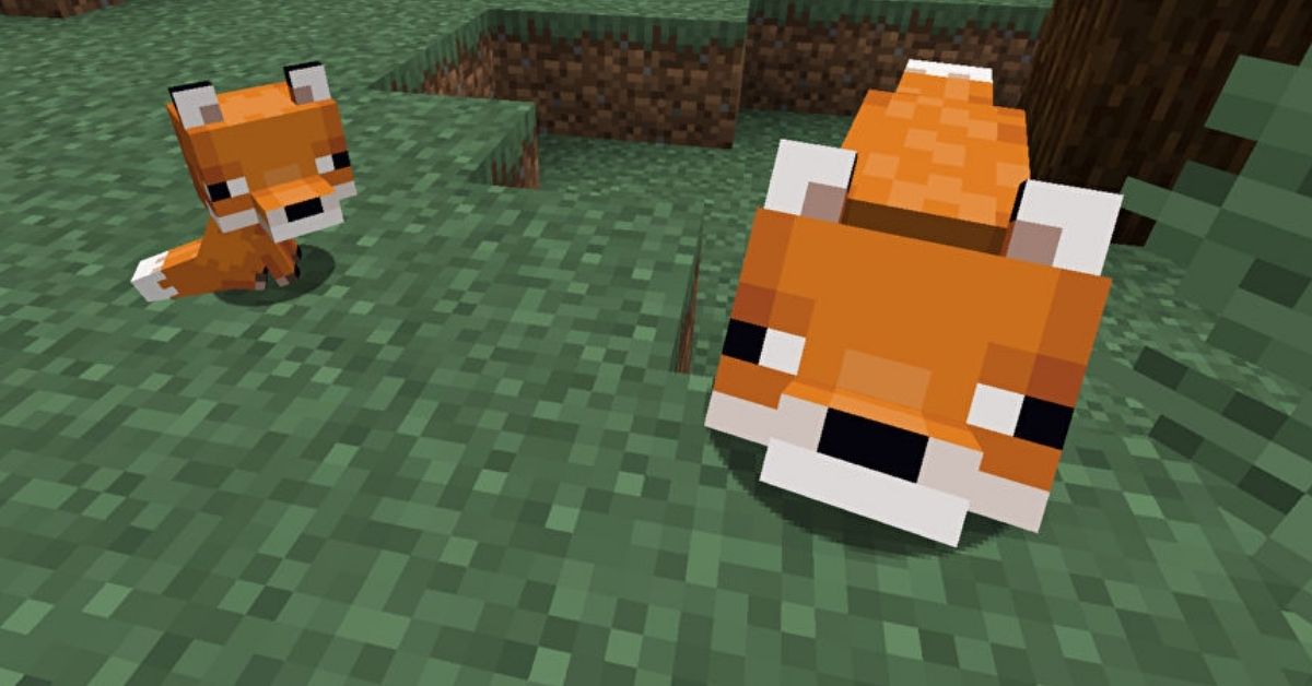 How to Tame a Fox in Minecraft Touch, Tap, Play