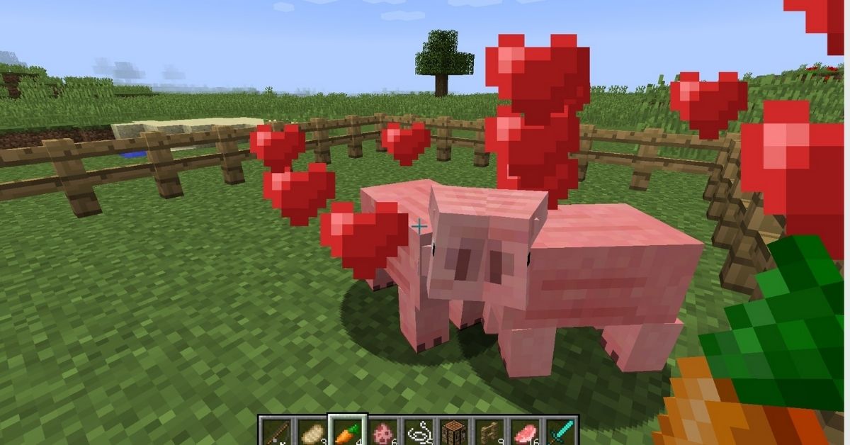 How to Breed Pigs in Minecraft Touch, Tap, Play