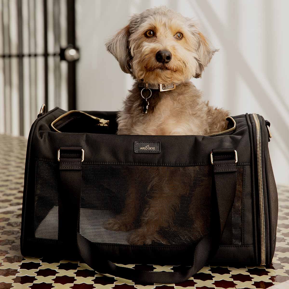 8 Amazing Pet Carrier Bag for 2023 TouristSecrets