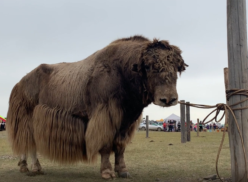 Yak festival in Mongolia Events Mongolia